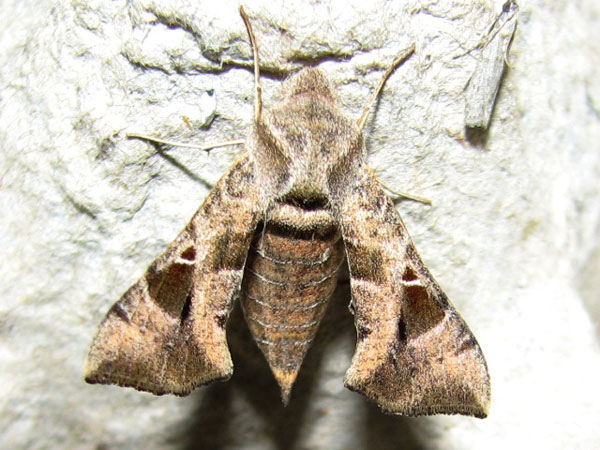 /filer/webapps/moths/media/images/N/nana_Sphingonaepiopsis_A_Goff_02.jpg