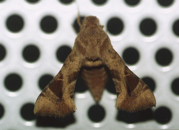 /filer/webapps/moths/media/images/N/nana_Sphingonaepiopsis_A_Roland_01.jpg