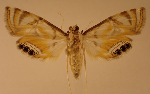 /filer/webapps/moths/media/images/N/nandinalis_Eoophyla_AF_Hluchy.jpg