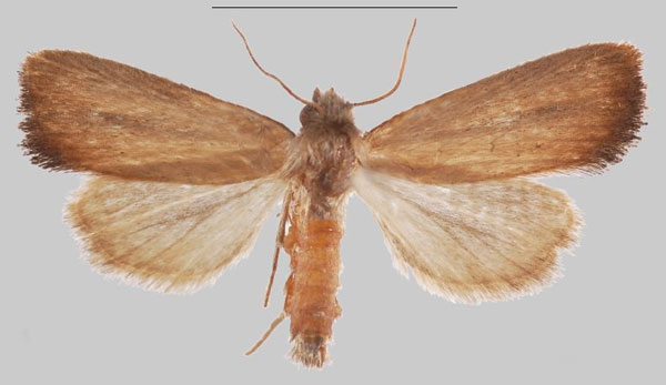 /filer/webapps/moths/media/images/N/nangaensis_Sesamia_HT_MNHNa.jpg