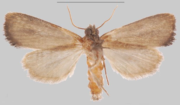 /filer/webapps/moths/media/images/N/nangaensis_Sesamia_HT_MNHNb.jpg