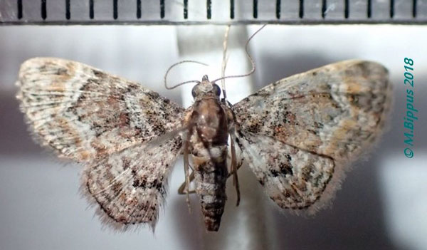 /filer/webapps/moths/media/images/N/nanula_Mesocolpia_AF_Bippus.jpg