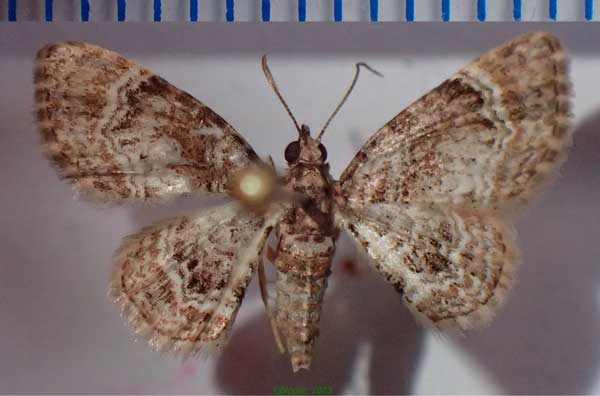 /filer/webapps/moths/media/images/N/nanula_Mesocolpia_AF_Bippus_02.jpg