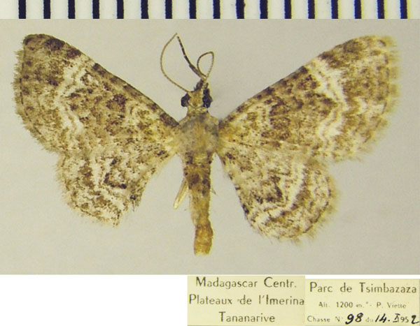 /filer/webapps/moths/media/images/N/nanula_Mesocolpia_AF_ZSM.jpg