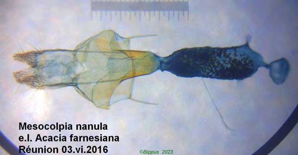 /filer/webapps/moths/media/images/N/nanula_Mesocolpia_GF_Bippus.jpg