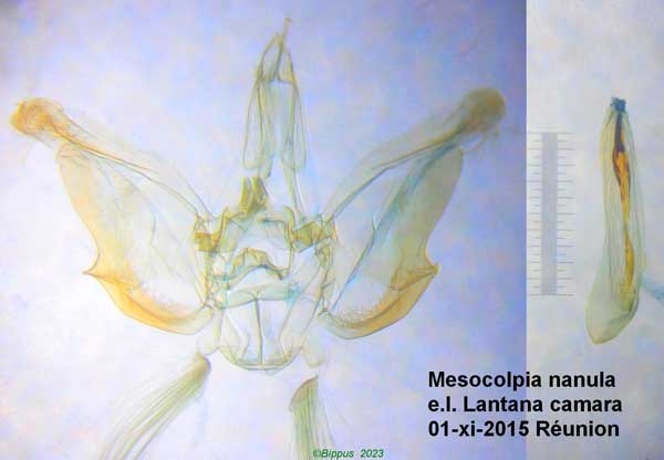 /filer/webapps/moths/media/images/N/nanula_Mesocolpia_GM_Bippus.jpg