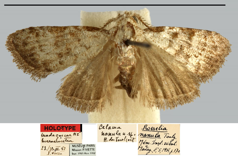 /filer/webapps/moths/media/images/N/nanula_Roeselia_HT_MNHN.jpg