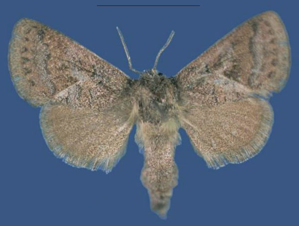 /filer/webapps/moths/media/images/N/nanyukiensis_Kayamuhakaia_PTF_NMK.jpg