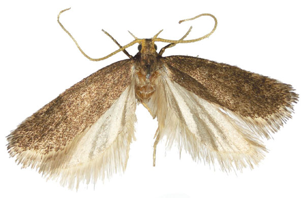 /filer/webapps/moths/media/images/N/naromoruensis_Lecithocera_HT_NHMUK.jpg