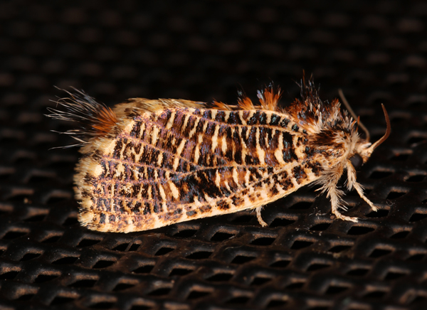 /filer/webapps/moths/media/images/N/narses_Salagena_A_Roland_01.jpg