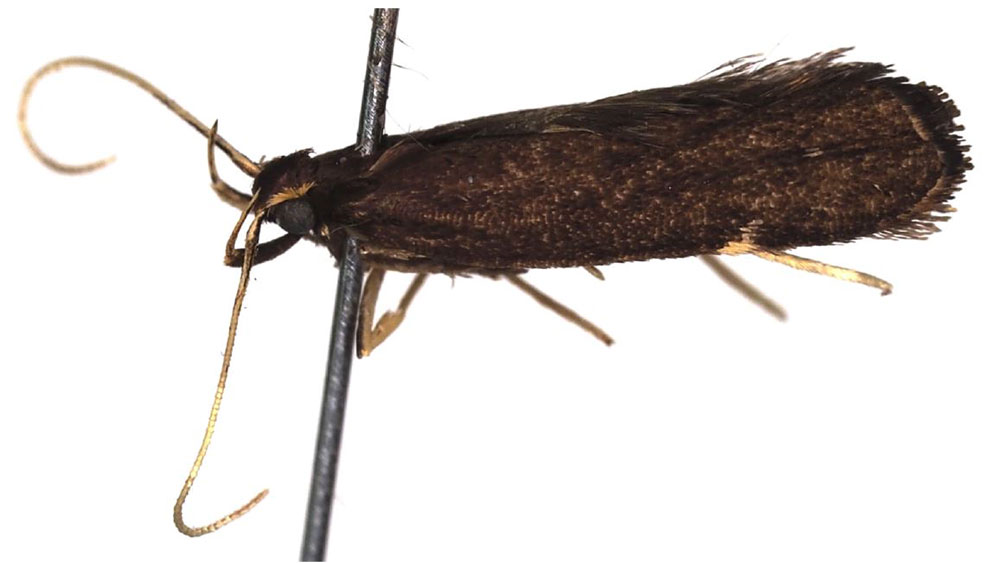 /filer/webapps/moths/media/images/N/narusia_Thubdora_HT_ZMHB.jpg