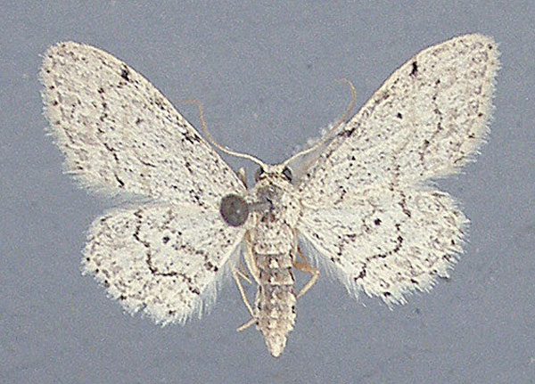 /filer/webapps/moths/media/images/N/nasifera_Idaea_AF_TMSA_02.jpg