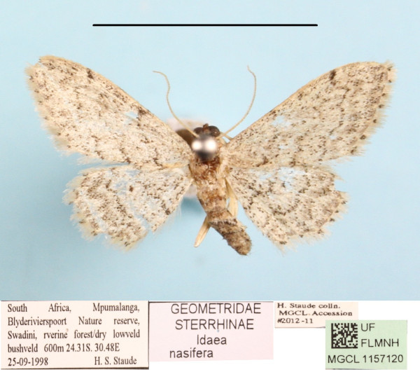 /filer/webapps/moths/media/images/N/nasifera_Idaea_A_MGCLa_01.JPG