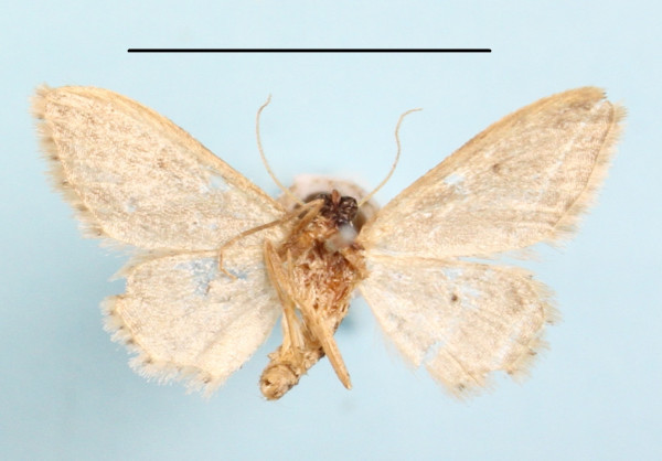 /filer/webapps/moths/media/images/N/nasifera_Idaea_A_MGCLb_01.JPG
