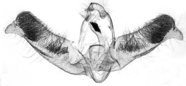 /filer/webapps/moths/media/images/N/nasifera_Thiodia_GMHT_Trematerra.jpg