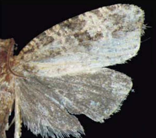 /filer/webapps/moths/media/images/N/nasifera_Thiodia_HT_Trematerra.jpg