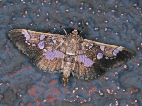 /filer/webapps/moths/media/images/N/nasonalis_Syllepte_A_Roland.jpg