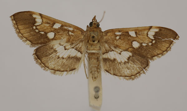 /filer/webapps/moths/media/images/N/nasonalis_Syllepte_HT_BMNH.jpg