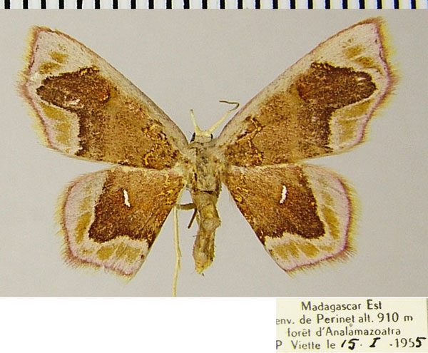 /filer/webapps/moths/media/images/N/nasuta_Chrysocraspeda_AF_ZSMa.jpg