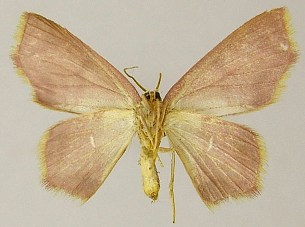 /filer/webapps/moths/media/images/N/nasuta_Chrysocraspeda_AF_ZSMb.jpg