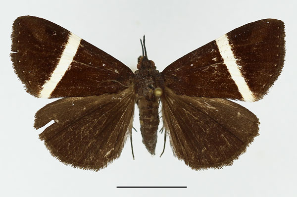 /filer/webapps/moths/media/images/N/nasuta_Dichromia_A_Basquin.jpg