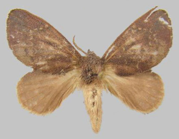 /filer/webapps/moths/media/images/N/nasuta_Rhynchobombyx_AF_ZSM.jpg
