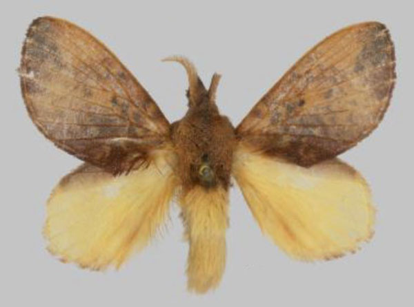 /filer/webapps/moths/media/images/N/nasuta_Rhynchobombyx_AM_ZSM.jpg