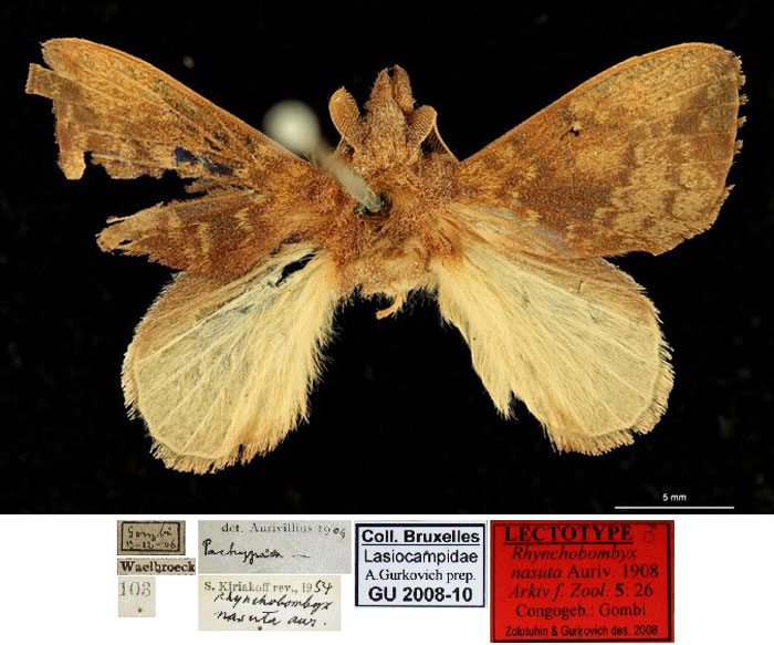 /filer/webapps/moths/media/images/N/nasuta_Rhynchobombyx_LT_RBINS.jpg