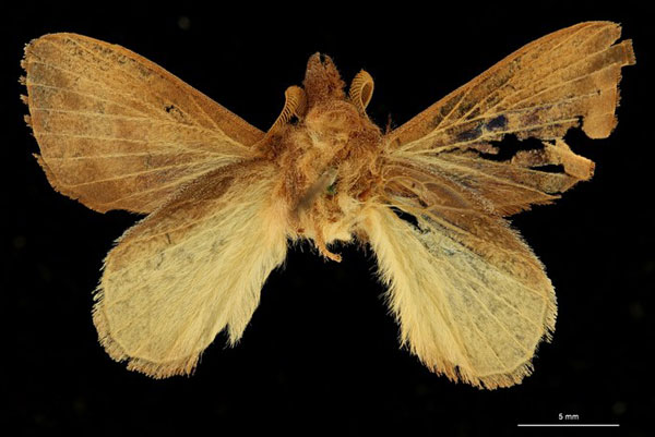 /filer/webapps/moths/media/images/N/nasuta_Rhynchobombyx_LT_RBINSb.jpg