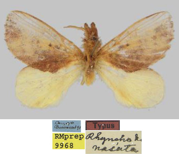 /filer/webapps/moths/media/images/N/nasuta_Rhynchobombyx_PLT_SNHM.jpg