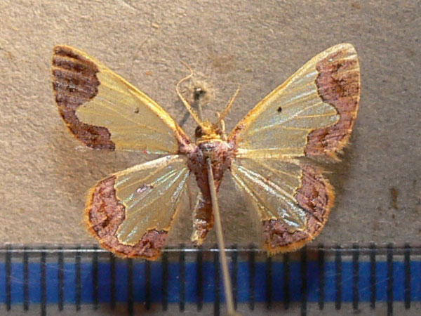 /filer/webapps/moths/media/images/N/nasuta_Zamarada_A_Goff_01.jpg
