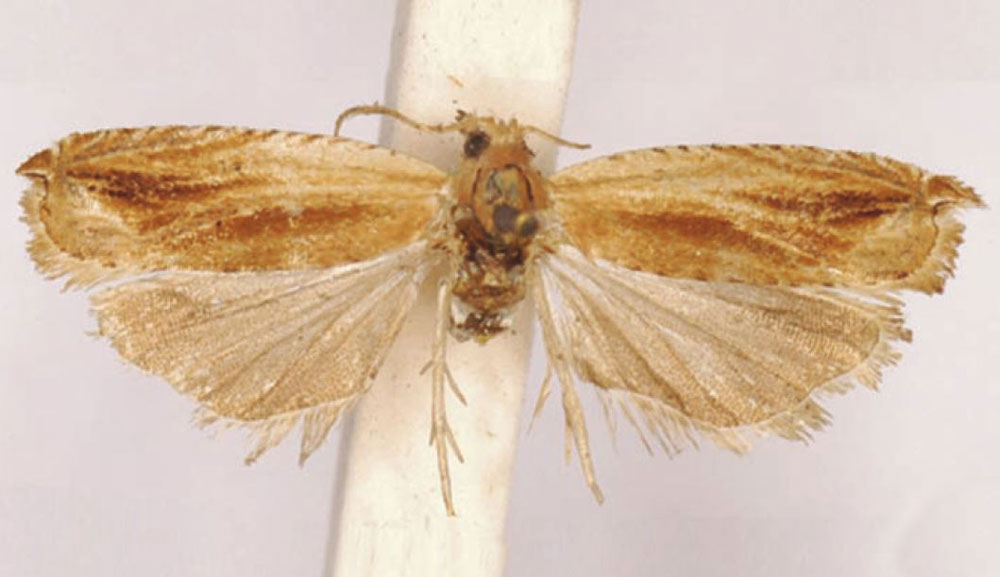 /filer/webapps/moths/media/images/N/natalana_Phoxopteris_HT_SAMC.jpg