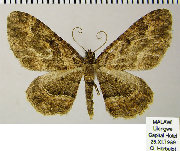 /filer/webapps/moths/media/images/N/natalata_Disclisioprocta_AF_ZSM.jpg