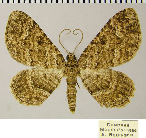 /filer/webapps/moths/media/images/N/natalata_Disclisioprocta_AM_ZSMa.jpg