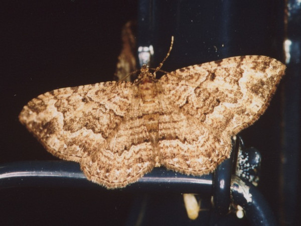 /filer/webapps/moths/media/images/N/natalata_Disclisioprocta_A_Roland.jpg