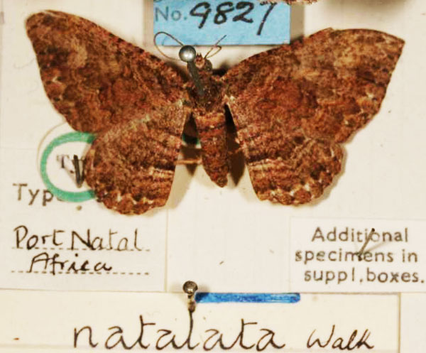 /filer/webapps/moths/media/images/N/natalata_Scotosia_HT_BMNH.jpg