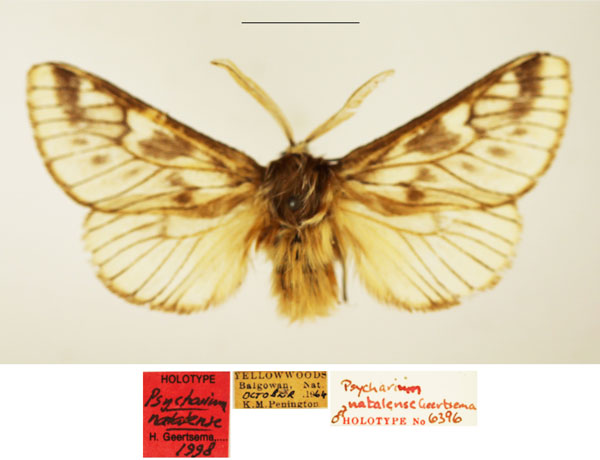 /filer/webapps/moths/media/images/N/natalense_Psycharium_HT_TMSA.jpg