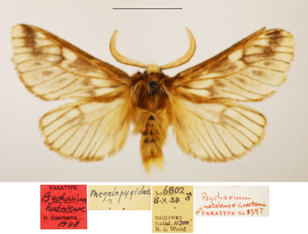 /filer/webapps/moths/media/images/N/natalense_Psycharium_PTM_TMSA.jpg