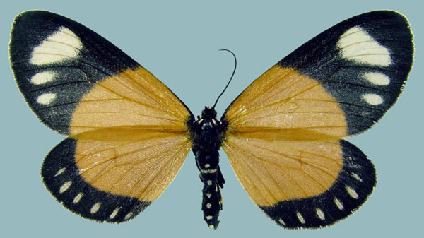 /filer/webapps/moths/media/images/N/natalensis_Aletis_AF_ZSM.jpg