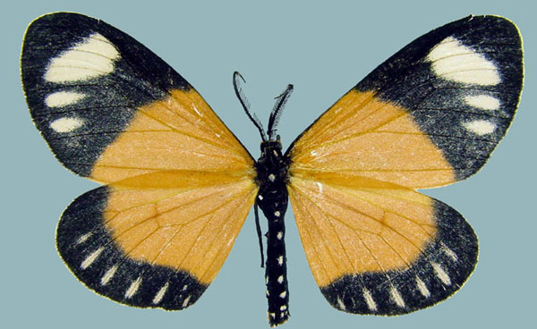 /filer/webapps/moths/media/images/N/natalensis_Aletis_AM_ZSMa.jpg