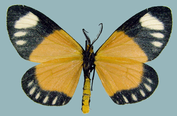 /filer/webapps/moths/media/images/N/natalensis_Aletis_AM_ZSMb.jpg