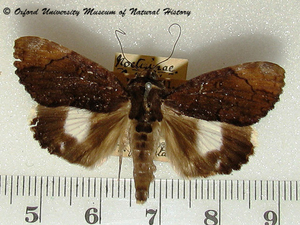 /filer/webapps/moths/media/images/N/natalensis_Catephia_A_OUMNH.jpg