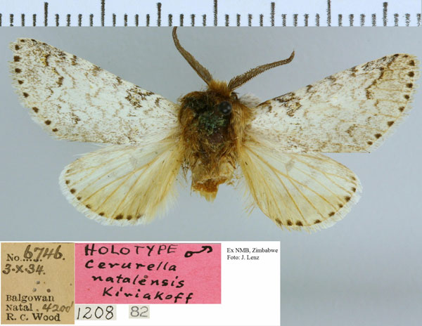 /filer/webapps/moths/media/images/N/natalensis_Cerurella_HT_NMB.jpg