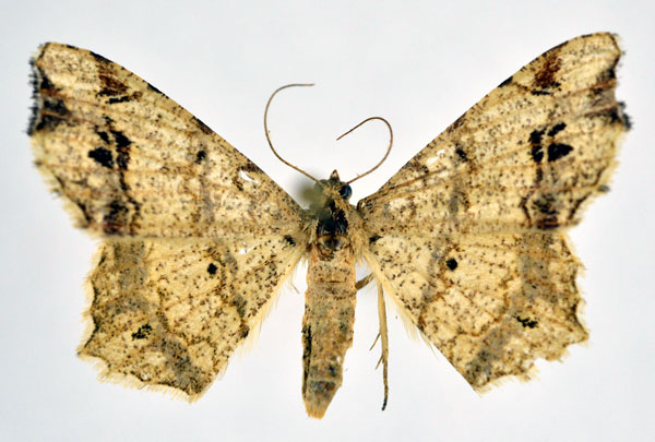 /filer/webapps/moths/media/images/N/natalensis_Chiasmia_AF_NHMO.jpg