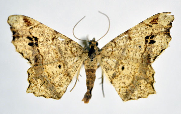 /filer/webapps/moths/media/images/N/natalensis_Chiasmia_AM_NHMO.jpg