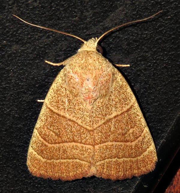 /filer/webapps/moths/media/images/N/natalensis_Cosmia_A_Braun_04.jpg