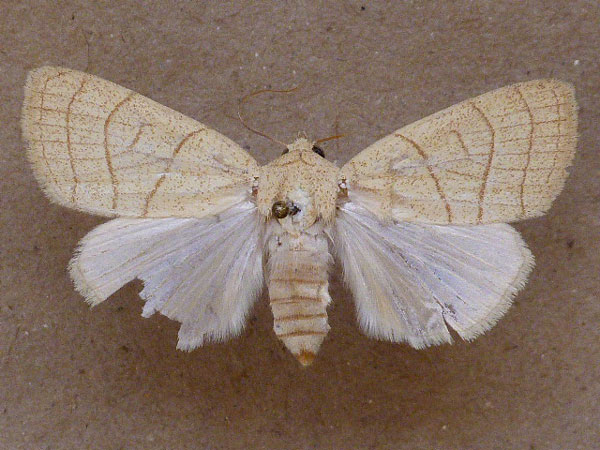 /filer/webapps/moths/media/images/N/natalensis_Cosmia_A_Butler.jpg