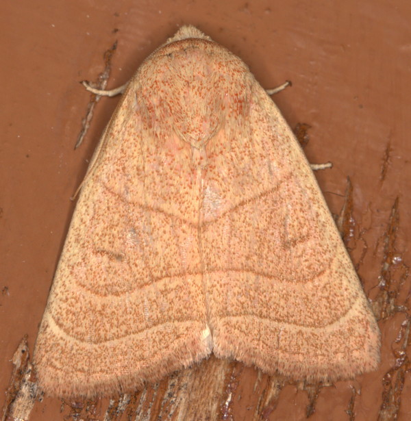 /filer/webapps/moths/media/images/N/natalensis_Cosmia_A_Heyns_01.jpg