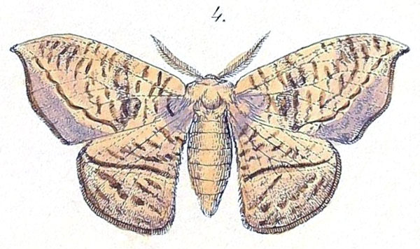 /filer/webapps/moths/media/images/N/natalensis_Ctenogyna_HT_Felder_1874_85-4.jpg