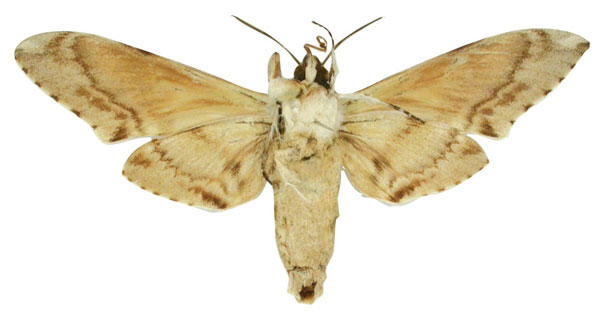/filer/webapps/moths/media/images/N/natalensis_Diludia_HT_NHMUKb.jpg